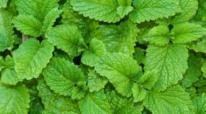 Leia mais sobre o artigo Plantas medicinais – história e importância