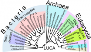Leia mais sobre o artigo Microbiologia – Bactérias