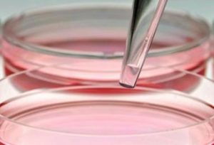 Leia mais sobre o artigo Cultura de células