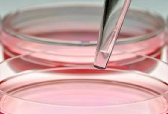 No momento, você está visualizando Cultura de células