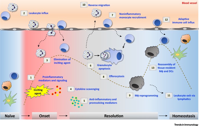 No momento, você está visualizando Imunologia – parte 4 – Inflamação