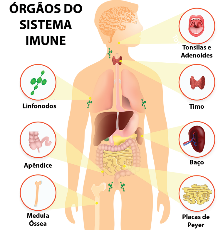 No momento, você está visualizando Imunologia –  Parte 2 – Órgãos