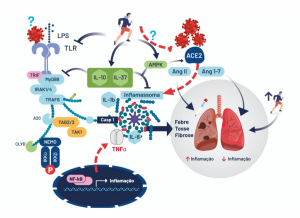Leia mais sobre o artigo Imunologia – parte 6 –TCR, MHC e Citocinas