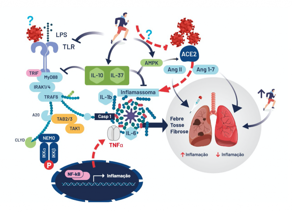 No momento, você está visualizando Imunologia – parte 6 –TCR, MHC e Citocinas