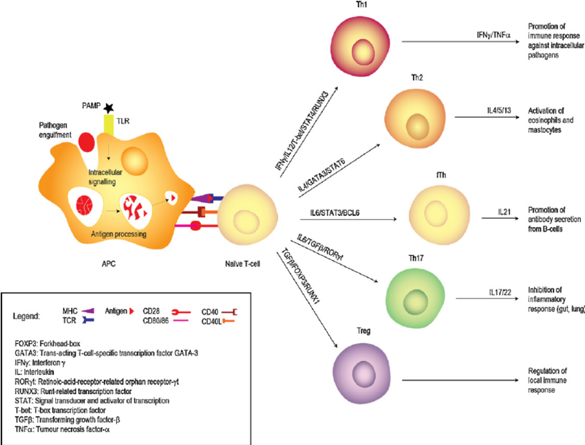 Leia mais sobre o artigo Imunologia – parte 8 –  Resposta celular