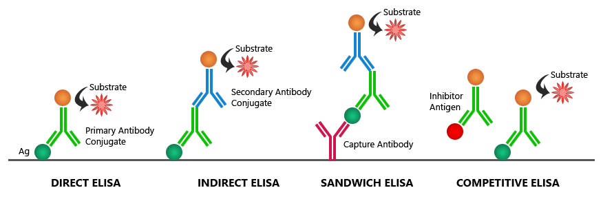 No momento, você está visualizando Ensaio de Imunoabsorção Enzimática – ELISA