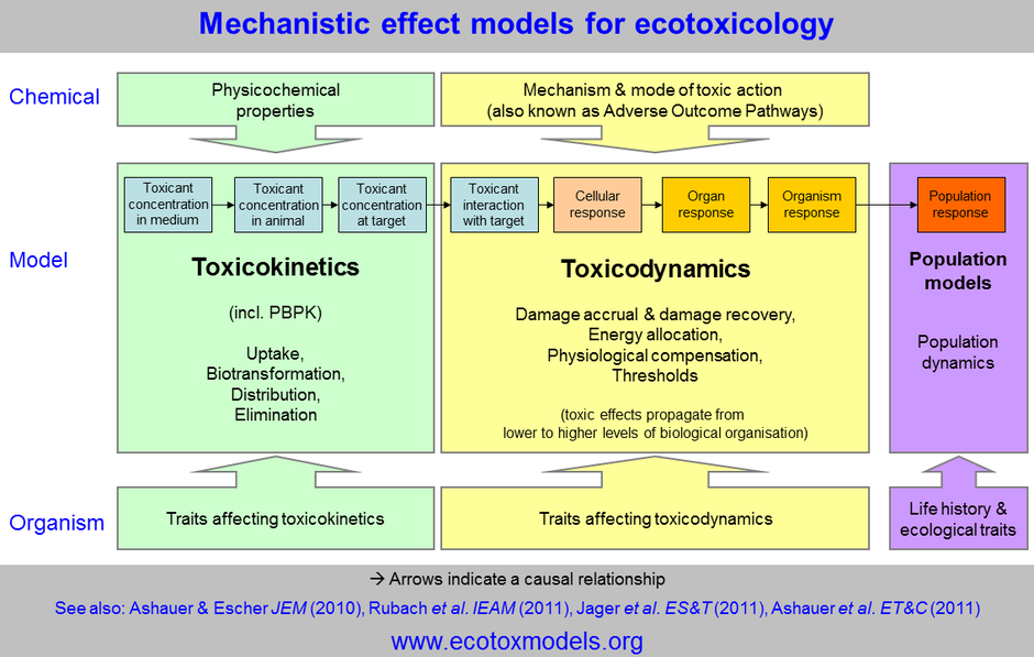 No momento, você está visualizando Pré-clínico – ensaios de toxicidade