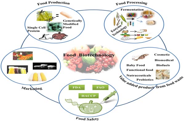 No momento, você está visualizando Biotecnologia na Indústria de Alimentos